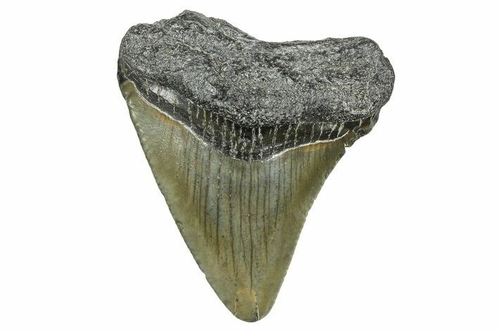 Juvenile Megalodon Tooth - South Carolina #368677